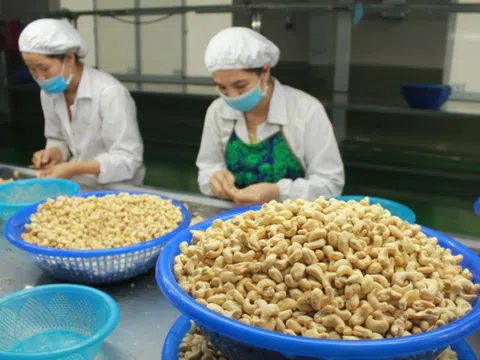 Mỹ chốt đơn nửa tỷ USD, hạt điều Việt Nam đứng đầu thế giới về xuất khẩu