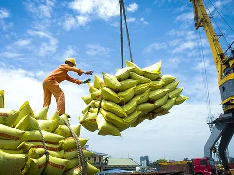 Gạo Việt Nam đang được các quốc gia từ Á sang Âu, Mỹ mua với giá đắt đỏ
