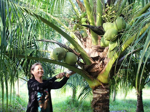 Trung Quốc cần 4 tỷ quả dừa mỗi năm, cơ hội lớn cho dừa Việt Nam