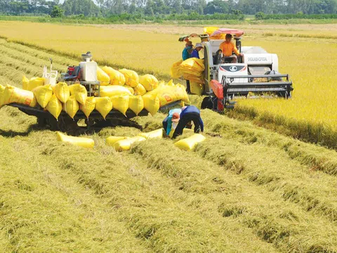 Giá lương thực thế giới tăng mạnh