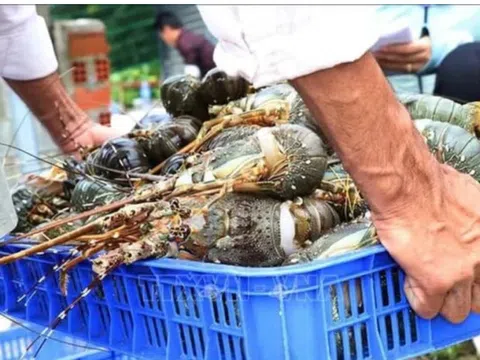 Nghịch cảnh dân nuôi tôm điêu đứng vì tôm hùm to giá bèo hơn tôm nhỏ