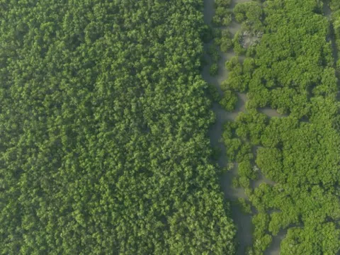 Việt Nam nằm trong nhóm tiềm năng với tín chỉ carbon rừng