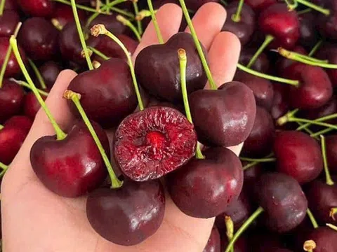 Cherry nhập ngoại giá 'rẻ chưa như cho' tràn lan ngoài thị trường, liệu có nên mua?