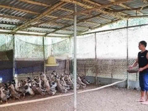 Thanh Hóa: Khởi nghiệp thành công từ giống vịt quý 'Vịt Cổ Lũng'