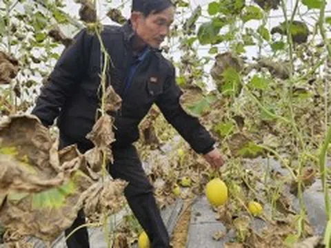 Điều gì giúp nông dân Lê Đức Hạnh thành công với mô hình 'Trồng rau, củ, quả trong nhà màng đạt tiêu chuẩn VietGAP'