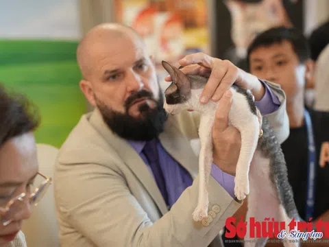 Cuộc thi mèo đẹp thuần chủng tại TP.HCM